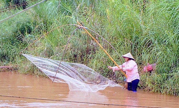 Fishing in the Mekong with square net. Ban Sop Ruak, Golden Triangle, Thailand