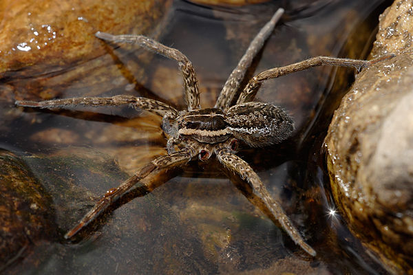 A fishing spider with two limbs missing