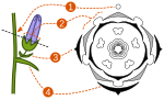 Çiçek diyagramı için küçük resim