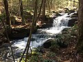 Forest Waterfall.jpg