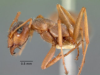 <i>Formica montana</i> Species of ant