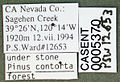 Formica neoclara casent0005370 label 1.jpg