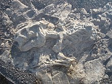 Fossil tetrapod.jpg 