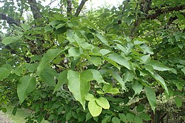 frasin chinezesc (Fraxinus chinensis)