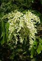 Fraxinus ornus - Morris-Arboretum - DSC00376. 
 JPG