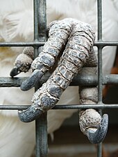 Closeup do pé esquerdo de uma cacatua segurando os fios de uma gaiola.  O pé é coberto com pele escamosa cinza e tem quatro dedos cada um com uma garra curvada cinza escuro