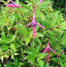 Fuchsia glazioviana (16518323484).jpg