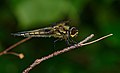 * Nomination Four-spotted Chaser (Libellula quadrimaculata), Nature reserve "Nötön" in SwedenI, the copyright holder of this work, hereby publish it under the following license:. By User:LG Nyqvist --2simple 09:27, 11 May 2019 (UTC) * Promotion  Support Good quality. --Ermell 12:46, 11 May 2019 (UTC)