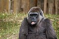 * Nomination G. g. gorilla --Аныл Озташ 21:08, 25 July 2023 (UTC) * Promotion  Support Good quality. --Mike1979 Russia 09:33, 26 July 2023 (UTC)