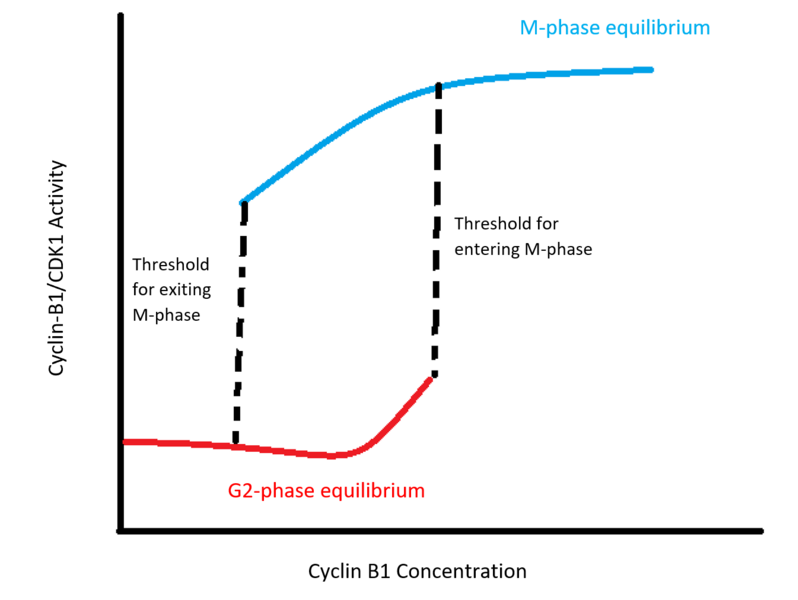 File:G2-M Bistability.png