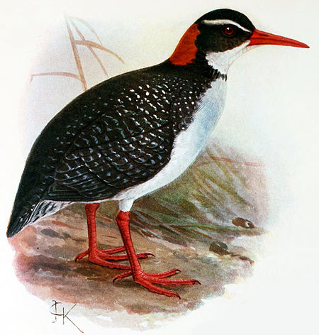 Gallirallus_pacificus