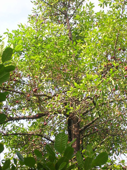 File:Garcinia indica tree.jpg