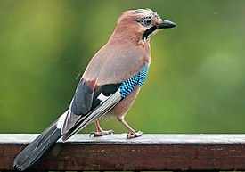 Сойка (Garrulus glandarius). Широко распространена в Европе, Азии и на севере Африки.