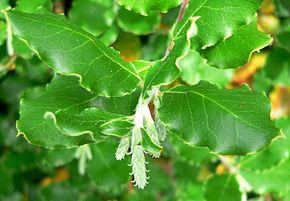 Garrya elliptica James Roof image 1.jpg açıklaması.