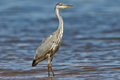 * Nomination Grey Heron --Juan lacruz 17:37, 14 July 2015 (UTC) * Promotion Top crop is pretty tight, but ok overall to me, really crispy! --Poco a poco 20:27, 14 July 2015 (UTC)