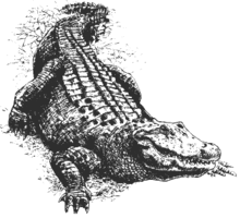 American alligator Gatordrawingx.gif