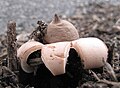 Geastrum sp. 60003.jpg