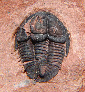 <i>Genevievella</i> genus of arthropods (fossil)