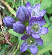 Gentianella aspera