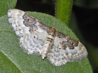 <i>Idaea rusticata</i> Species of moth