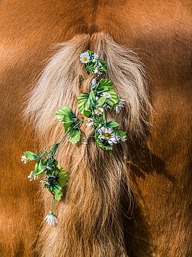 Horse decoration at the Georgiritt to the Senftenberg(Buttenheim)