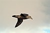 Petrel gigant - Macronectes giganteus.jpg