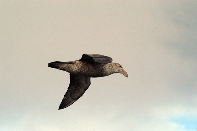 The flight of giant petrels is aided by a shoulder-lock that holds their wing out without effort.