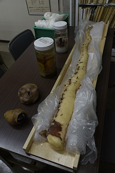 File:Giant squid - Tottori Prefectural Museum 06.jpg