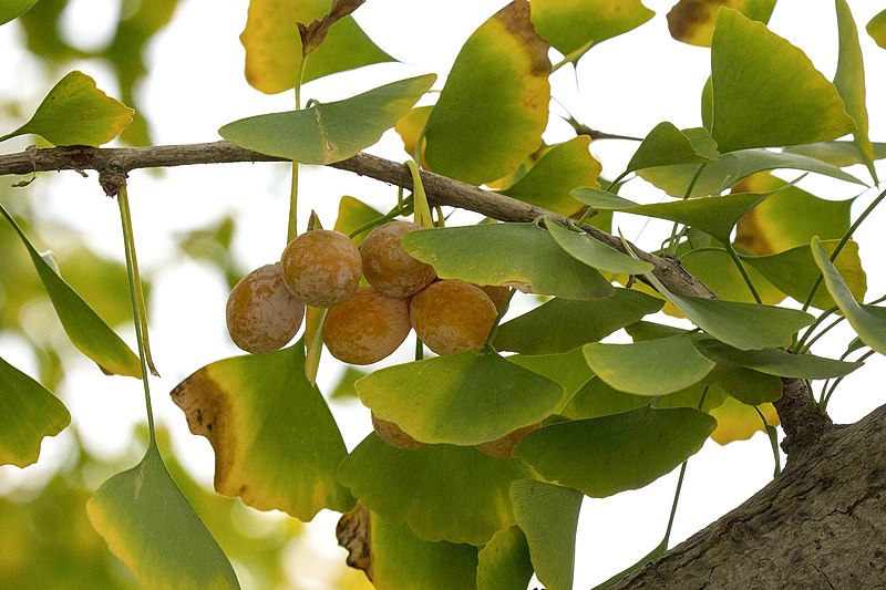 File:Ginkgoaceae- Ginkgo biloba.jpg