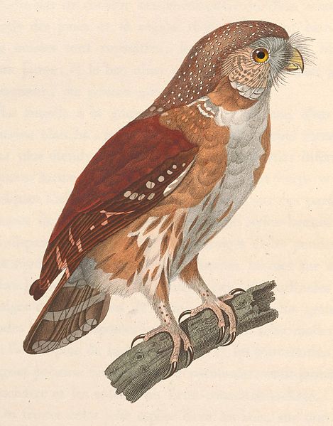 File:Glaucidium minutissimum 1838.jpg