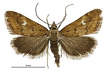 Glaucocharis helioctypa male.jpg