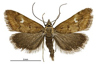 <i>Glaucocharis helioctypa</i> Species of moth