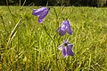 * Nomination Bellflower in "Montane meadows in the southern Fichtelgebirge" SAC near Fichtelberg --Plozessor 03:14, 16 May 2024 (UTC) * Promotion  Support Good quality.--Agnes Monkelbaan 03:59, 16 May 2024 (UTC)