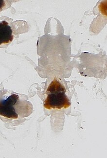 Gnathia marleyi - gnathiids laki-laki - 06.jpg