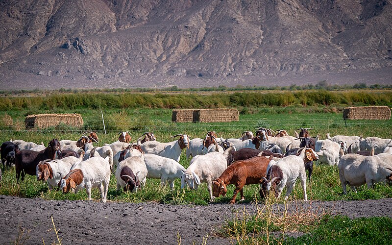 File:Goats graze in a pasture in Lovelock, Nevada on 13 September 2023 - 20230913-FPAC-KLS-0048 EDIT.jpg