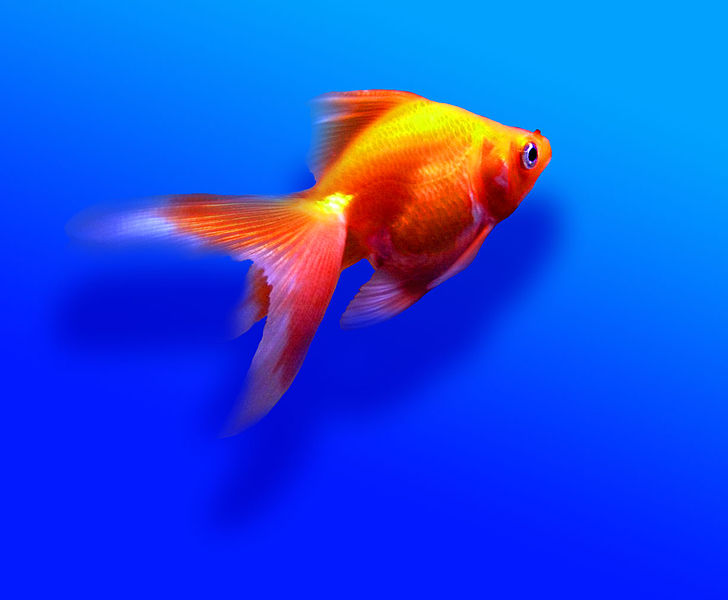 File:Goldfish Fantail.jpg