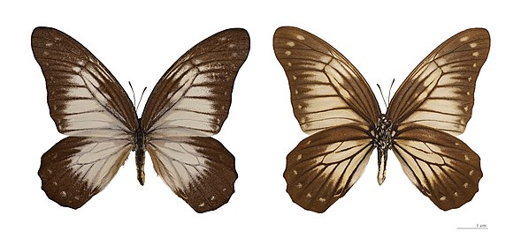   Museum specimen ♂ Both side