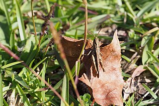 <i>Chorthippus maritimus</i> Species of grasshopper