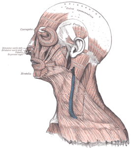 Musculus occipitofrontalis