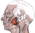 Thumbnail for Masseter muscle