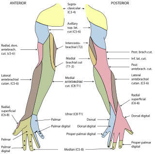 <span class="mw-page-title-main">Superficial branch of radial nerve</span>