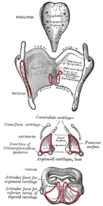Posterior view of the larynx; disarticulated cartilages (left) and intrinsic muscles (right)
