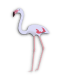 Greater Flamingo