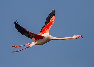 Greater Flamingo (Phoenicopterus roseus) (8521269688).jpg