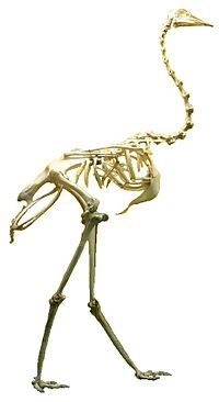 Greater rhea skeleton.jpg