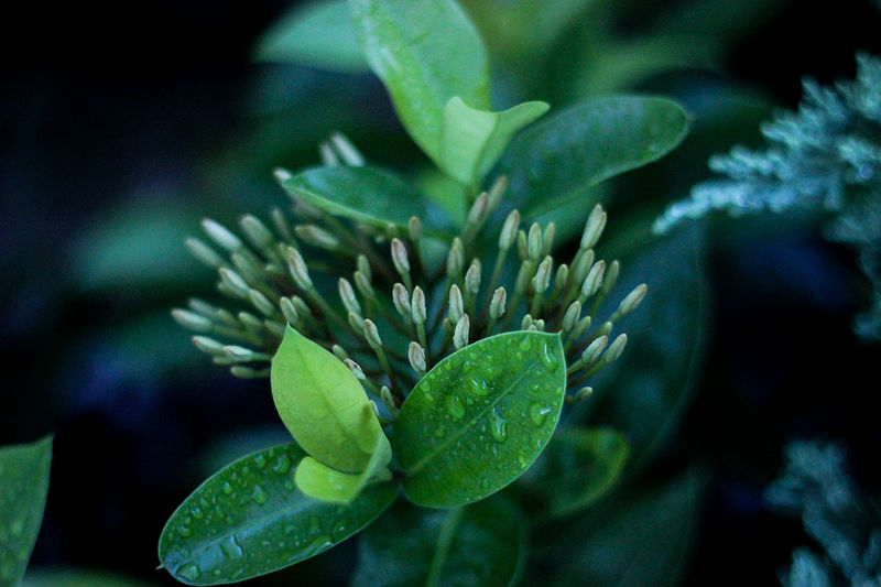 File:GreenFlowers-2014.06.20.jpg