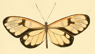 <i>Greta theudelinda</i> Species of butterfly