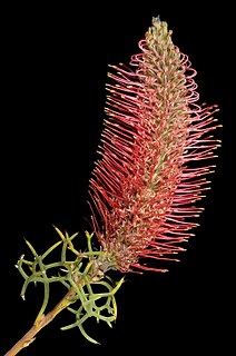 <i>Grevillea paradoxa</i> Species of shrub in the family Proteaceae endemic to Western Australia