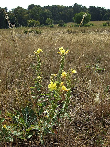 Griesheimer Düne 2012