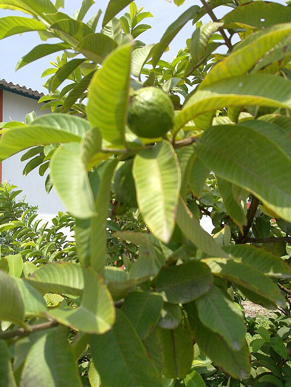 File:Guava tree withu guava.jpg - Wikimedia Commons